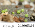 コロコロして緑色で美しい多肉植物コノフィツムの発芽した姿 21996384