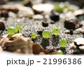 光に映えて美しい多肉植物コノフィツムの発芽した姿 21996386