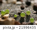 光に照り映える多肉植物コノフィツムの発芽した姿 21996435