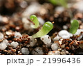 多肉植物リトープスの発芽のクローズアップ 21996436