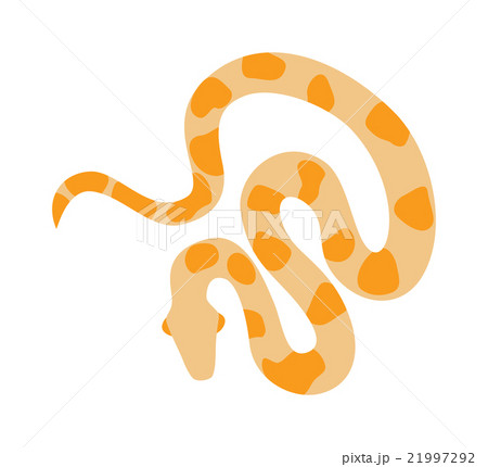 Gold python reticulated albino boa constrictor Gold python reticulated albino boa constrictor 21997292