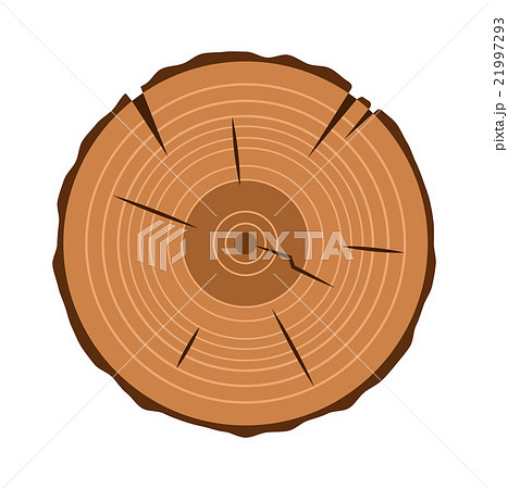 tree trunk cross section, isolated on white tree trunk cross section, isolated on white 21997293