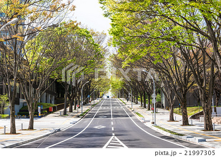 仙台 新緑の道路 仙台 新緑の道路 21997305