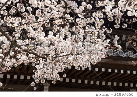 南禅寺の春 21997650