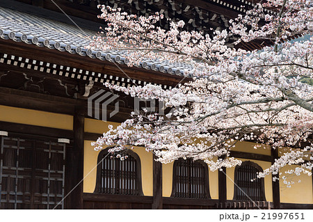 南禅寺の春 21997651