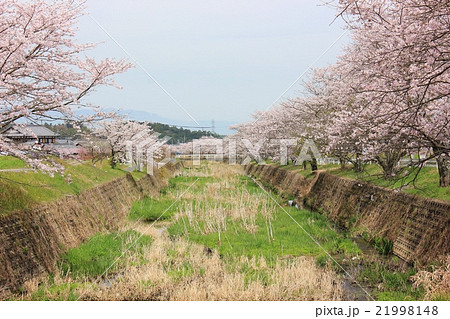 田舎の桜風景 21998148