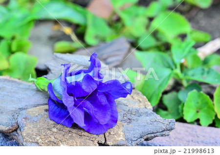 Butterfly Pea Flower 21998613
