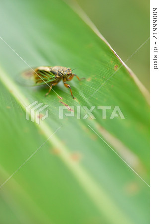 日本最少のセミ イワサキクサゼミ 日本最少のセミ イワサキクサゼミ 21999009