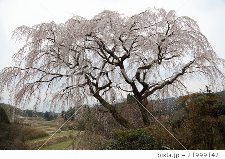 枝垂れ桜 枝垂れ桜 21999142