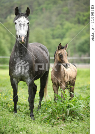 Beautiful mare with its foal on pasturage Beautiful mare with its foal on pasturage 21999288