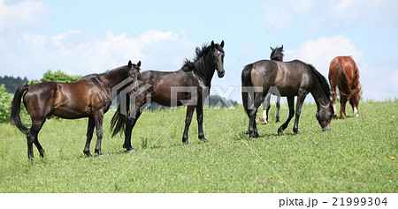Nice herd of horses together on pasturage 21999304