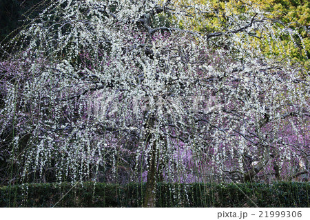 枝垂梅 枝垂梅 21999306