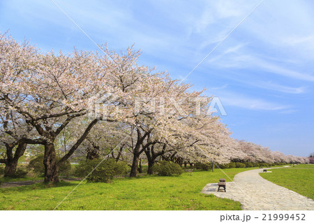 北上展勝地の桜並木　岩手県北上市 21999452