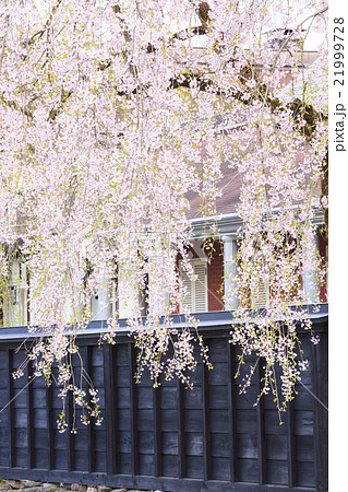 角館のシダレザクラ　秋田県仙北市 21999728