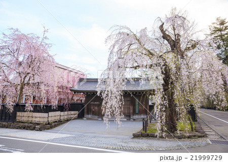 角館のシダレザクラ 秋田県仙北市 角館のシダレザクラ 秋田県仙北市 21999729