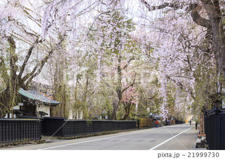 角館のシダレザクラ 秋田県仙北市 角館のシダレザクラ 秋田県仙北市 21999730