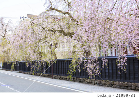 角館のシダレザクラ 秋田県仙北市 角館のシダレザクラ 秋田県仙北市 21999731