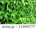 一面の蔦 21999777