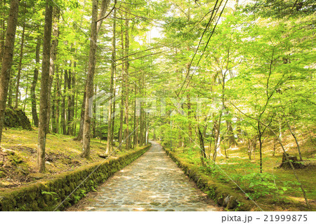長野県軽井沢町 新緑の幸福の谷 長野県軽井沢町 新緑の幸福の谷 21999875