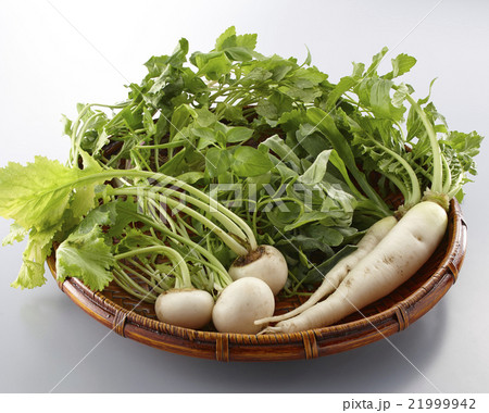 春の七草 21999942