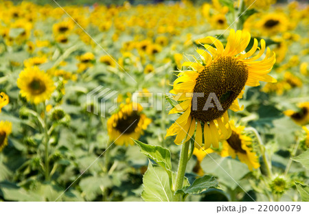 sunflower on field sunflower on field 22000079