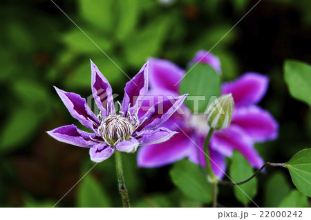 てっせん 22000242