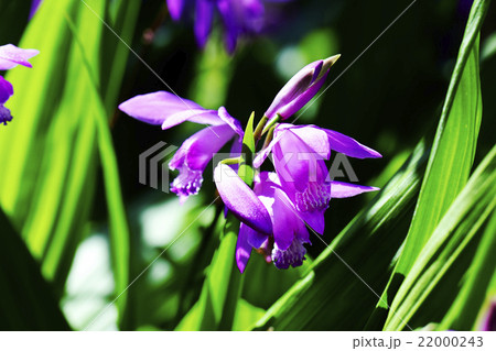 紫蘭 紫蘭 22000243