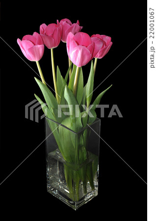 tulips in a vase on black background 22001067