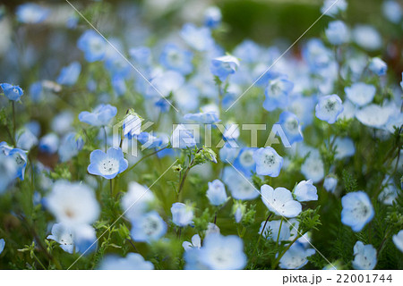 ネモフィラ 春に咲く青い花の写真素材
