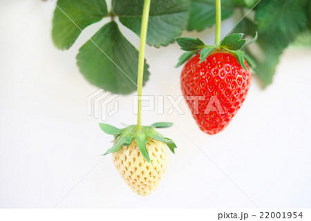 イチゴの栽培 イチゴの栽培 22001954