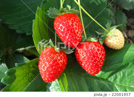 イチゴの栽培 イチゴの栽培 22001957