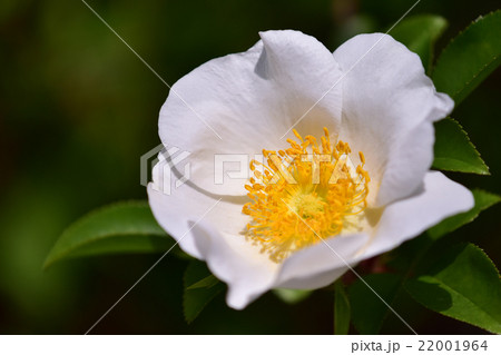 純白のナニワイバラ 純白のナニワイバラ 22001964