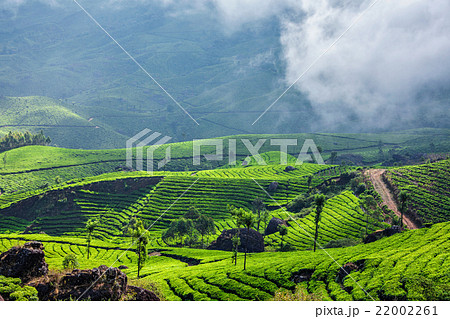 Green tea plantations in Munnar, Kerala, India Green tea plantations in Munnar, Kerala, India 22002261