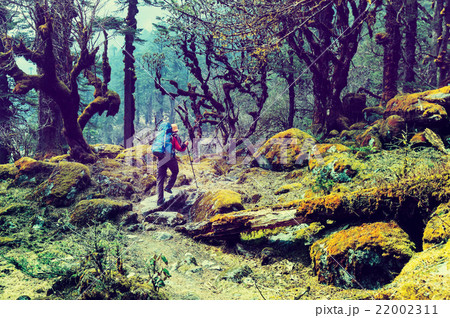 Hike in Nepal jungle 22002311