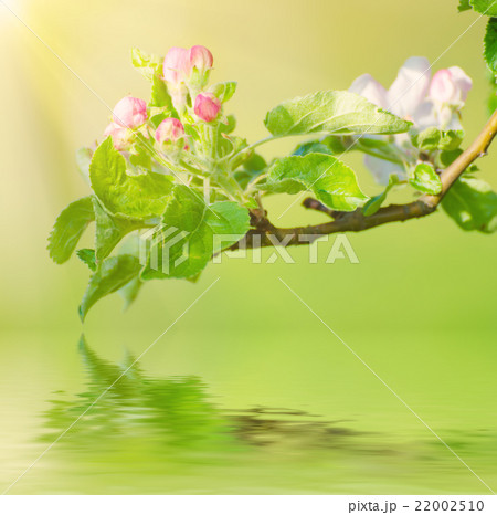 Apple tree flower Apple tree flower 22002510