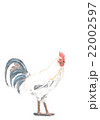 鶏一羽 22002597