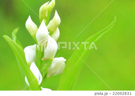ギンランの花 22002631