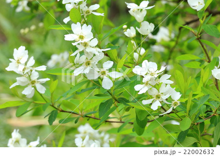 リキュウバイの花 22002632