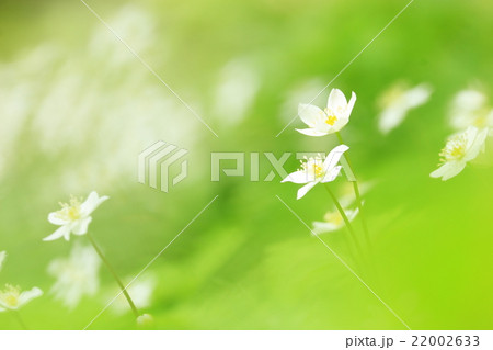 ニリンソウの花 22002633