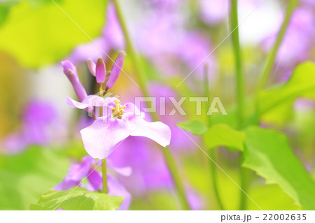 ムラサキハナナの花 22002635