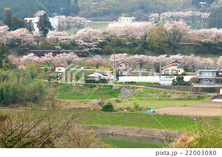 わたらせ渓谷鐵道「桜並木の中を走る列車」高台俯瞰風景 22003080