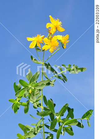 St John's wort (Hypericum perforatum) St John's wort (Hypericum perforatum) 22003109