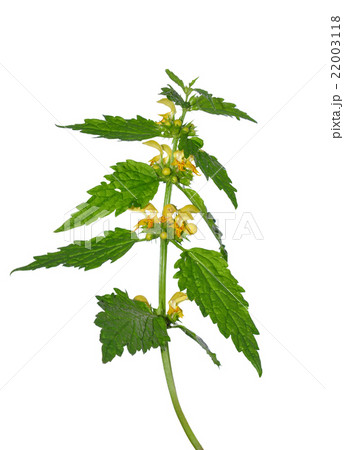 Yellow archangel (Lamium montanum) Yellow archangel (Lamium montanum) 22003118