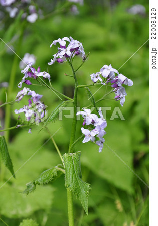 Perennial honesty (Lunaria rediviva) 22003129