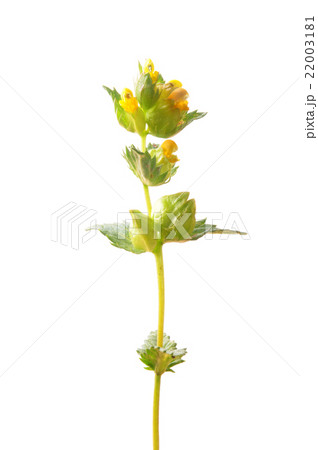 Yellow rattle (Rhinanthus minor) 22003181