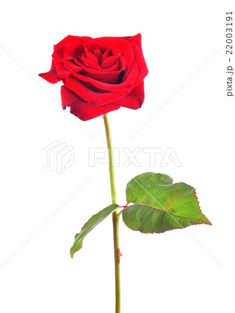 Rose flower 22003191