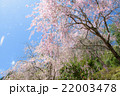 桜吹雪 22003478