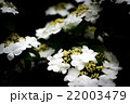 瓊花 22003479