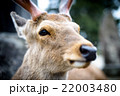 雄鹿 22003480