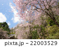 桜吹雪 22003529